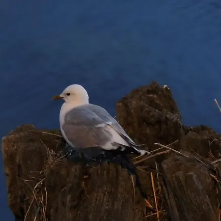 Reet - Meerblick - Terrassenwohnung Sonnenkliff Eg Apartment *