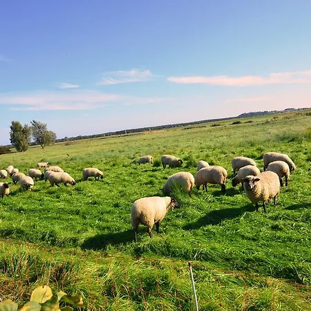 Reet - Meerblick - Terrassenwohnung Sonnenkliff Eg * Groß Zicker