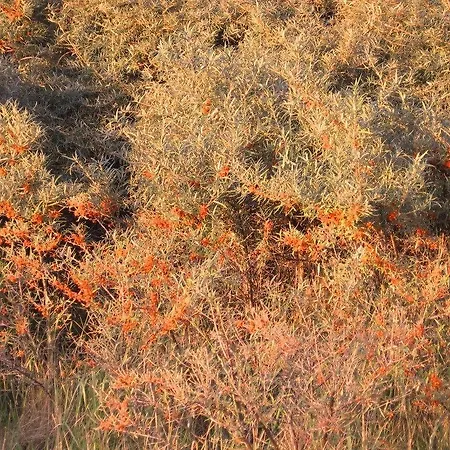Apartment Reet - Meerblick - Terrassenwohnung Sonnenkliff Eg *