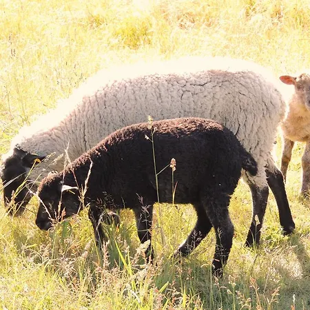 Reet - Meerblick - Terrassenwohnung Sonnenkliff Eg Apartment Groß Zicker